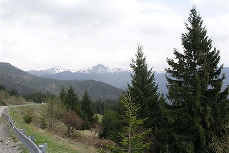Roháče